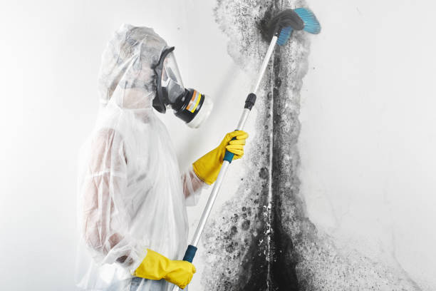 Best Environmental Consulting for Mold Prevention  in Labarque Creek, MO
